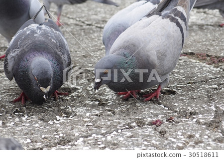 Pigean to eat food 30518611