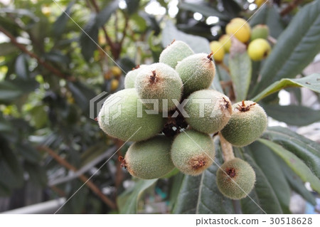 Loaf of Loquat 30518628