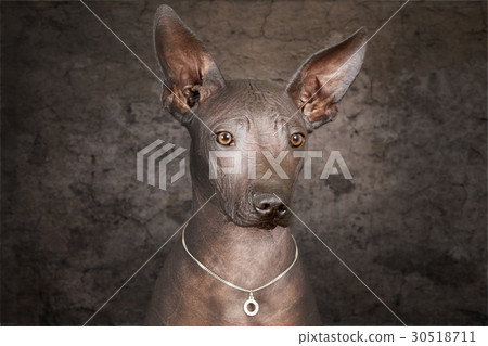Portrait of Mexican hairless dog 30518711