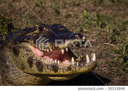 Yacare Caiman, crocodile in Pantanal, Paraguay 30518846