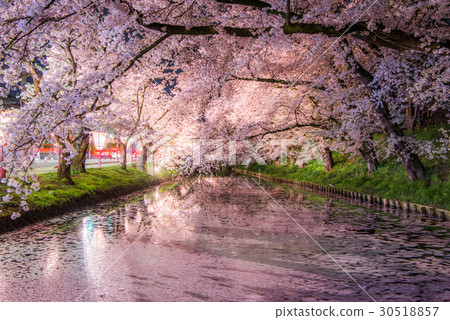 Sakura Ukihori花筏在弘前公園 30518857