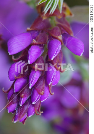 Wisteria flower coloring glossy purple Wisteria flower coloring glossy purple 30519153