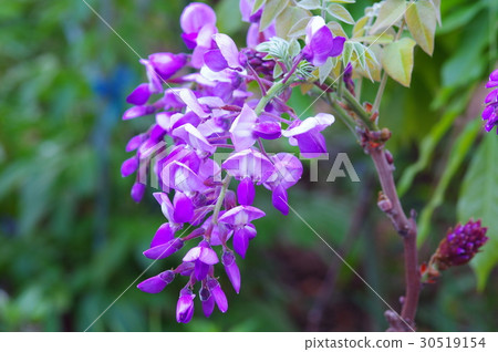 Wisteria flower coloring glossy purple Wisteria flower coloring glossy purple 30519154
