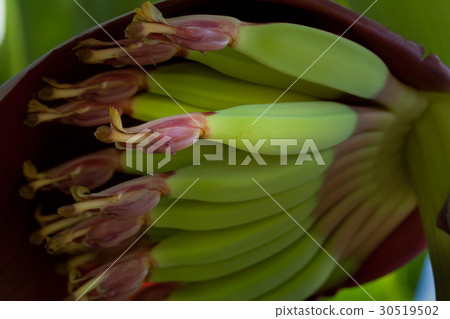young bananas with flower 30519502