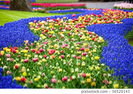 Flowers field background Flowers field background 30520143