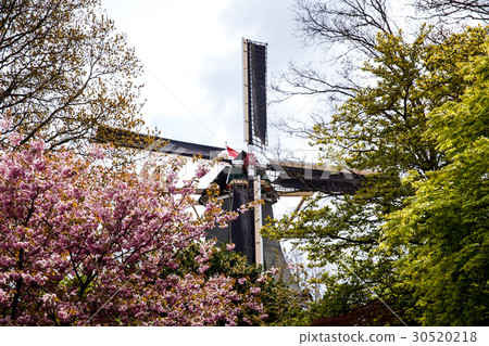 Decorative windmill in Keukenhof Decorative windmill in Keukenhof 30520218