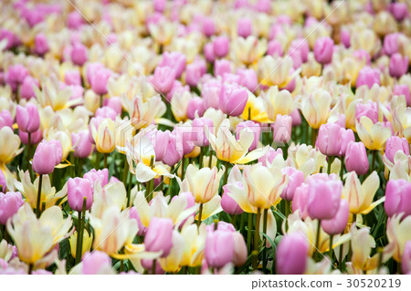 Flowers field background Flowers field background 30520219