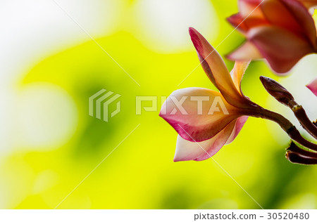 Pink plumeria on the plumeria tree in garden Pink plumeria on the plumeria tree in garden 30520480