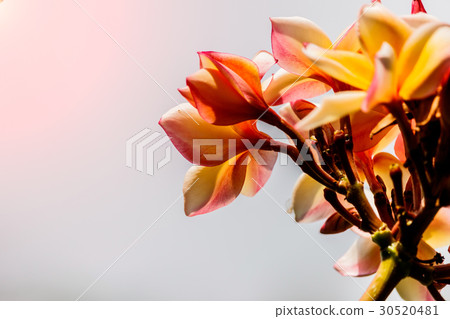 Pink plumeria on the plumeria tree in garden Pink plumeria on the plumeria tree in garden 30520481