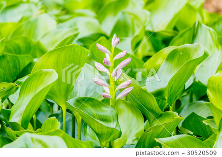 Beautiful Water Hyacinth flowers in pond 30520509