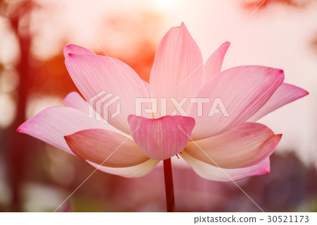 beautiful pink waterlily or lotus flower in pond beautiful pink waterlily or lotus flower in pond 30521173
