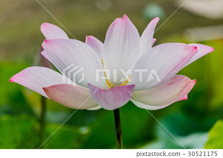 beautiful pink waterlily or lotus flower in pond beautiful pink waterlily or lotus flower in pond 30521175