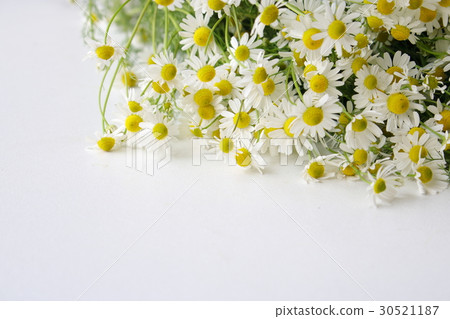 Chamomile harvest 30521187