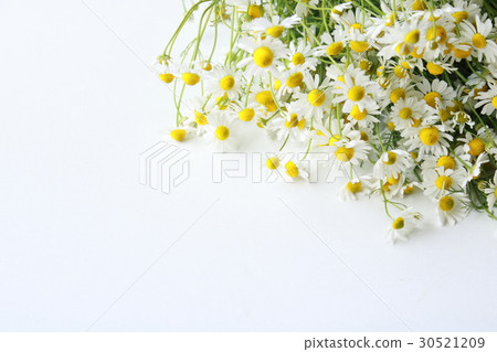 Chamomile harvest 30521209