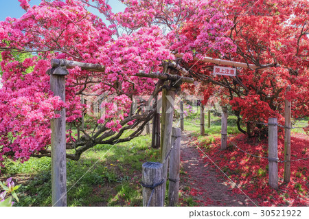 紅色和粉紅色的杜鵑花隧道 紅色和粉紅色的杜鵑花隧道 30521922