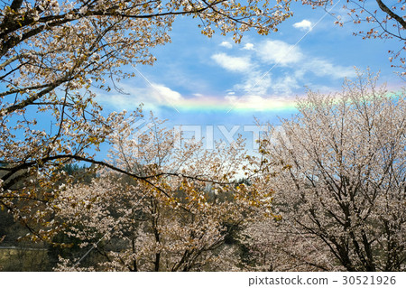 Sakura no Hana和Saiunki Sakura no Hana和Saiunki 30521926