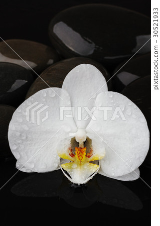 pebble stones and white orchid flower on black pebble stones and white orchid flower on black 30521933