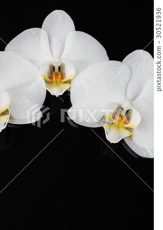 White orchid, phalaenopsis flowers on black White orchid, phalaenopsis flowers on black 30521936
