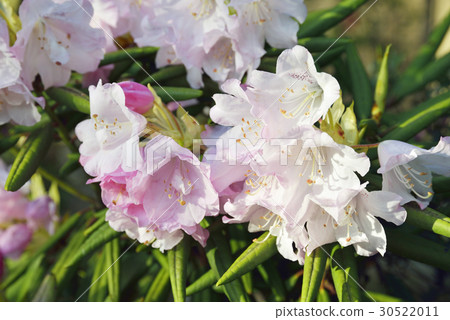 Rhododendron Rhododendron 30522011