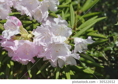 Rhododendron Rhododendron 30522012