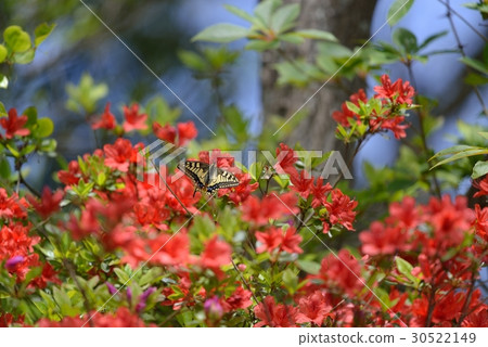 Kiageha that breathes in full bloom Kirishima azalea 30522149