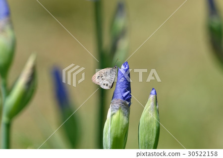 在冷靜的Uimeura Nami Janome休息 30522158