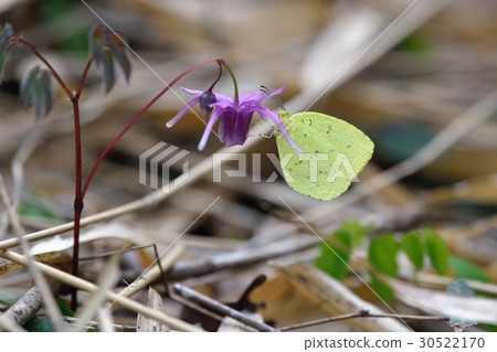 與Ikarisou呼吸的竹筍 30522170