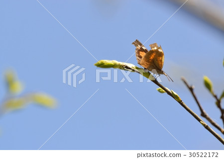 Spawning of the butterfly. It is born in the young leaves of Enoki. Spawning of the butterfly. It is born in the young leaves of Enoki. 30522172