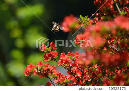 A swallowtail butterfly visited in full bloom Kirishima azalea and honey beaked 30522173