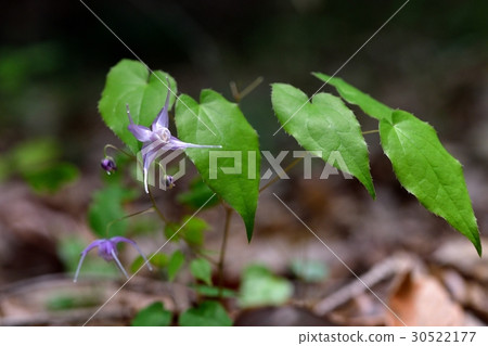 淡水韭菜 30522177