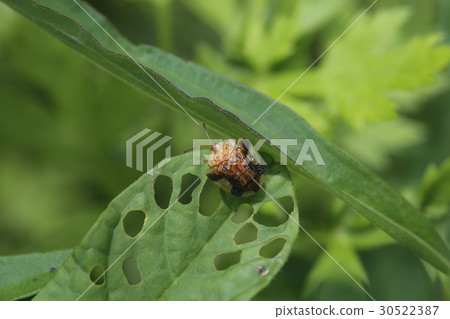 Yotsu Monkey Beetle 30522387