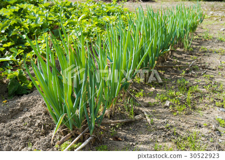 Japanese green onion (kitchen garden) 30522923