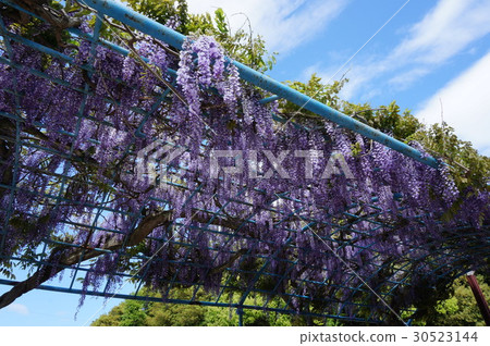 Wisteria Wisteria 30523144