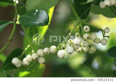 天然植物Siratama Kazura,白色圓形和圓形水果。尋找美麗的水果是非常困難的。 天然植物Siratama Kazura,白色圓形和圓形水果。尋找美麗的水果是非常困難的。 30523151