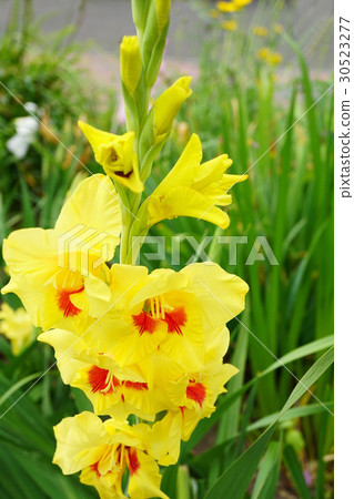 A fresh and brilliant gladiolus 30523277