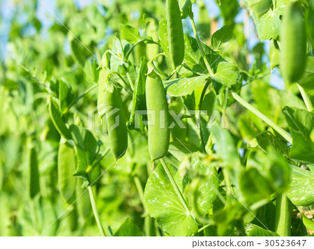 Snap peas Snap peas 30523647