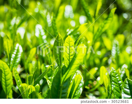 宇治茶發芽 宇治茶發芽 30523681