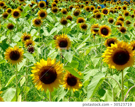 Sunflower field 30523719