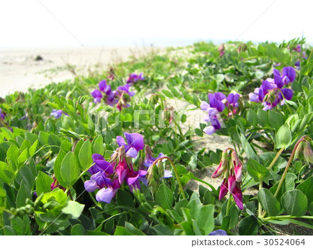 Hama end blooming on a sandy beach 30524064