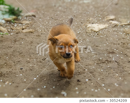 Cute puppy happily running in anticipation of hugs 30524209
