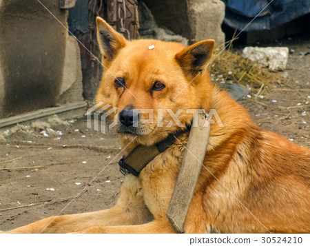 Beautiful fluffy dog with a collar posing 30524210