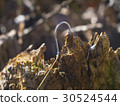 fishhook stuck in a piece of wood 30524544