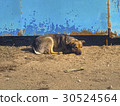 Sad lonely dog lying at the gate 30524564