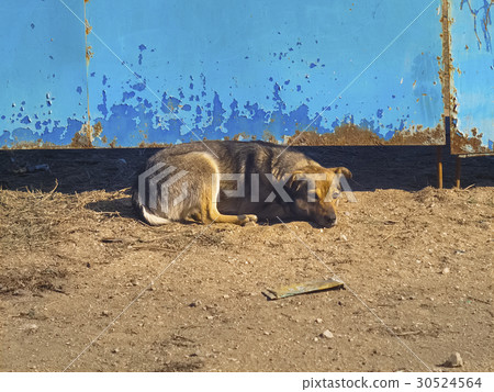 Sad lonely dog lying at the gate Sad lonely dog lying at the gate 30524564