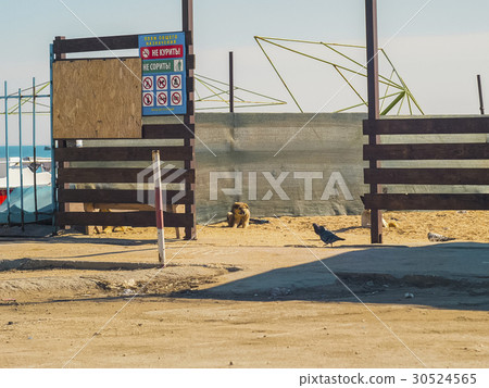 Dog on the beach watching the pigeons 30524565