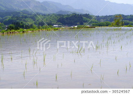 Rice paddy rice terrace From the low point of view the mountain ranges facing through the water surface 30524567