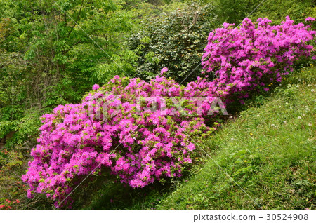 Hirayama Hirayama Castle Ruin Park Park in spring Hachioji City Hirayama Hirayama Castle Ruin Park Park in spring Hachioji City 30524908