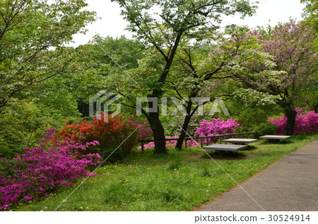 Hirayama Hirayama Castle Ruin Park Park in spring Hachioji City 30524914