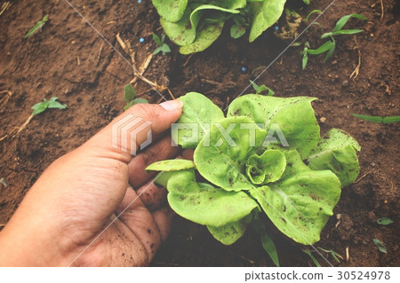 Lettuce field 30524978