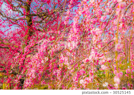 叼著梅花 叼著梅花 30525145